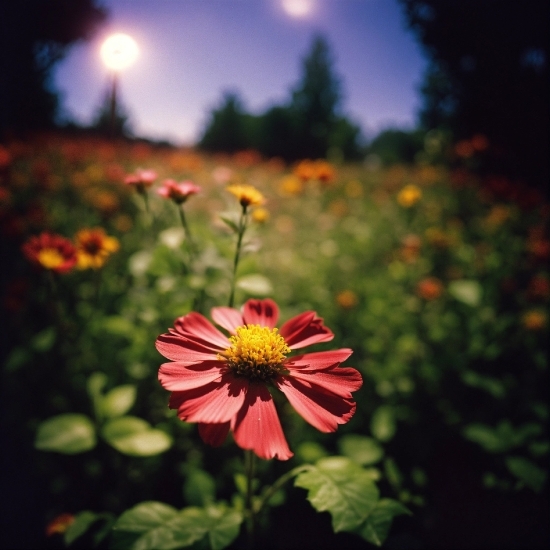 Flower, Plant, Sky, Light, Petal, Orange