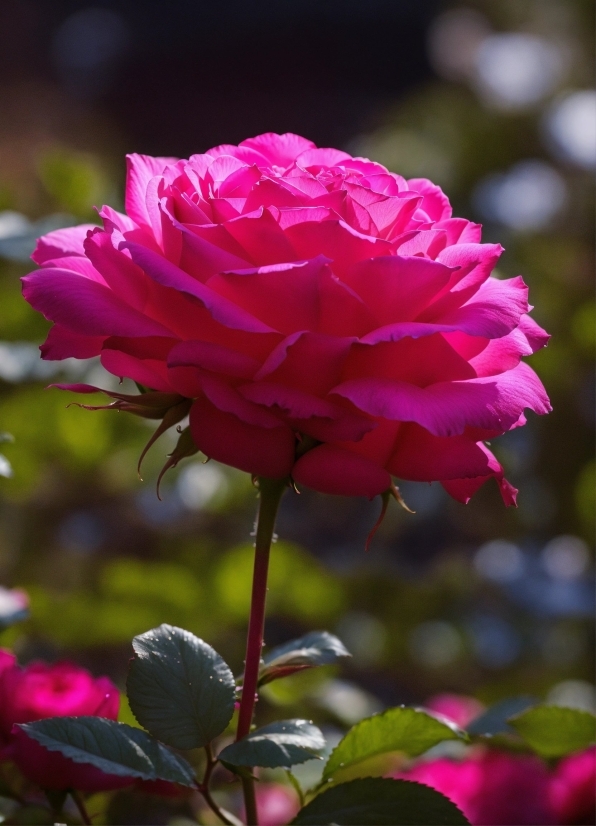 Flower, Plant, Light, Natural Environment, Petal, Pink