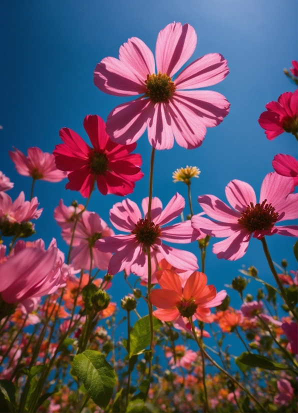 Flower, Sky, Plant, Petal, Natural Landscape, Vegetation