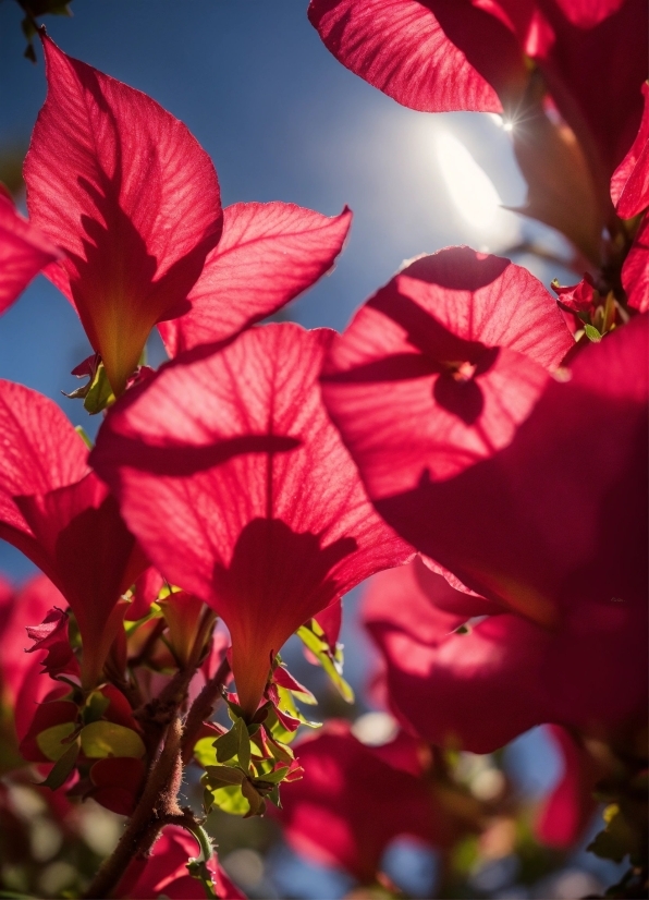 Flower, Plant, Light, Petal, Sky, Vegetation