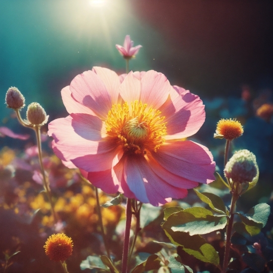 Flower, Plant, Nature, Petal, Morning, Grass