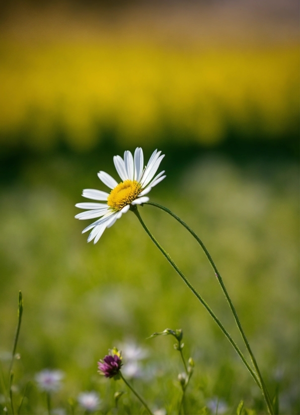 Flower, Plant, Petal, Grass, Natural Landscape, Herbaceous Plant