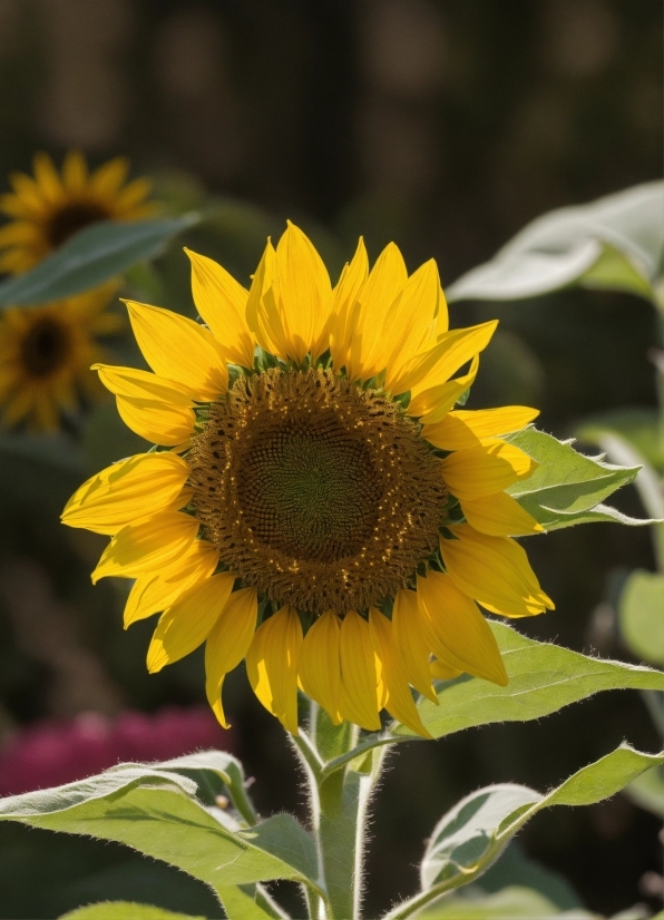 Flower, Plant, Petal, Sunflower, Cuisine, Herbaceous Plant