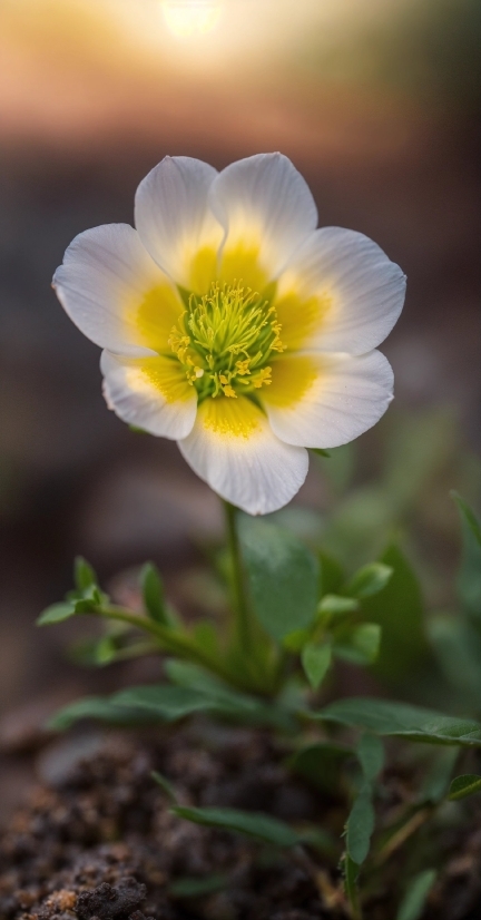 Flower, Plant, Petal, Herbaceous Plant, Grass, Flowering Plant