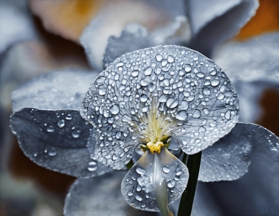 Plant, Flower, Water, Photograph, Liquid, Petal