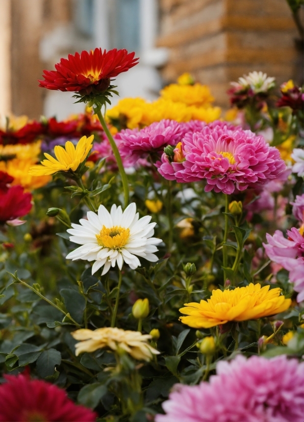 Flower, Plant, Petal, Yellow, Groundcover, Flowering Plant