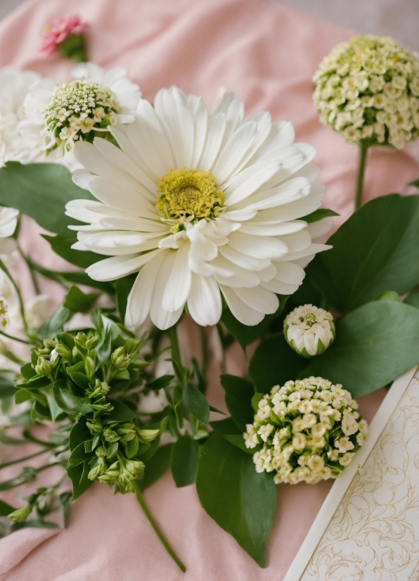 Flower, Plant, White, Botany, Green, Petal