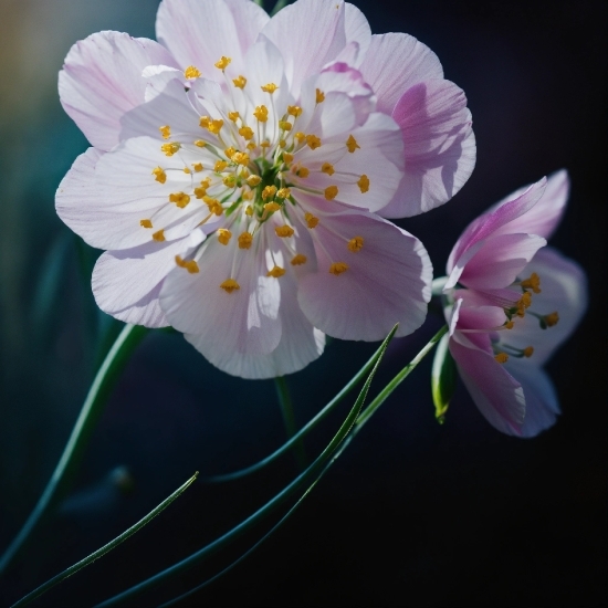 Flower, Plant, Petal, Rosa Canina, Rose, Rose Family