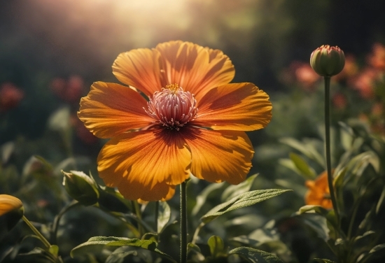 Flower, Plant, Petal, Orange, Sky, Sunlight