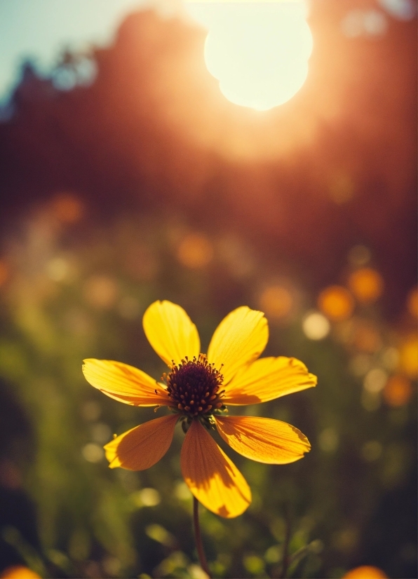 Flower, Plant, Light, Petal, Nature, Orange