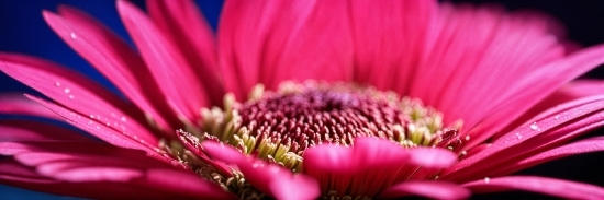 Flower, Plant, Petal, Nature, Pink, Red