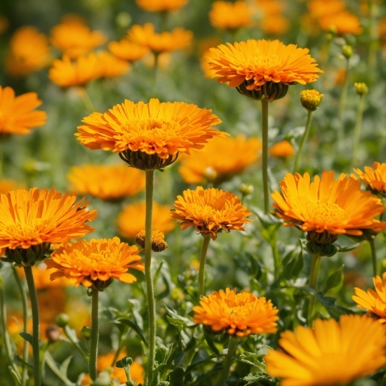 Flower, Plant, Botany, Petal, Leaf, Orange