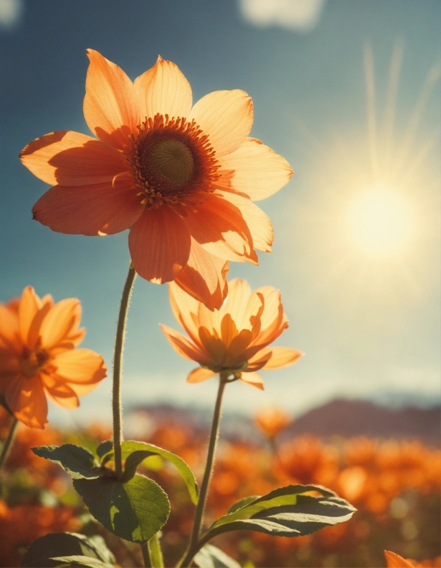 Flower, Sky, Plant, Petal, Natural Environment, Orange