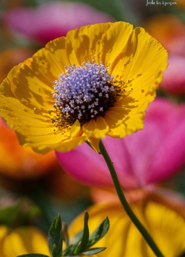 Flower, Plant, Botany, Petal, Yellow, Flowering Plant