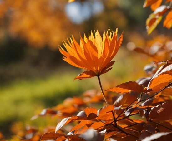 Plant, Sky, Flower, Petal, Natural Landscape, Branch