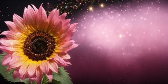 Plant, Flower, Petal, Sky, Pink, Water