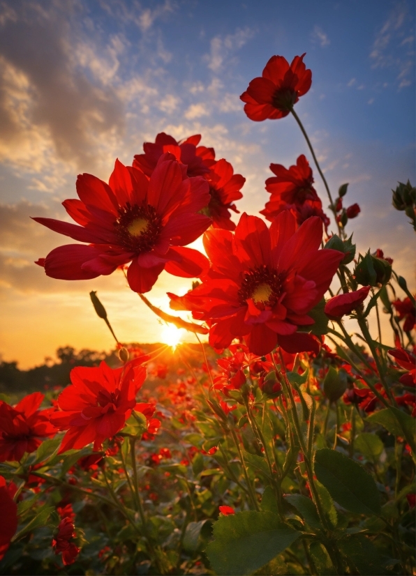 Flower, Cloud, Sky, Plant, Ecoregion, Petal