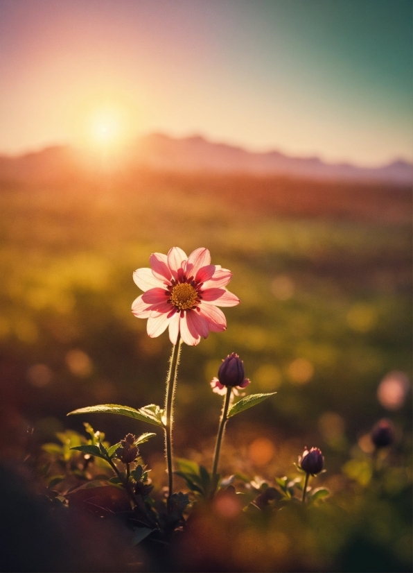 Flower, Sky, Plant, Atmosphere, Natural Landscape, Petal