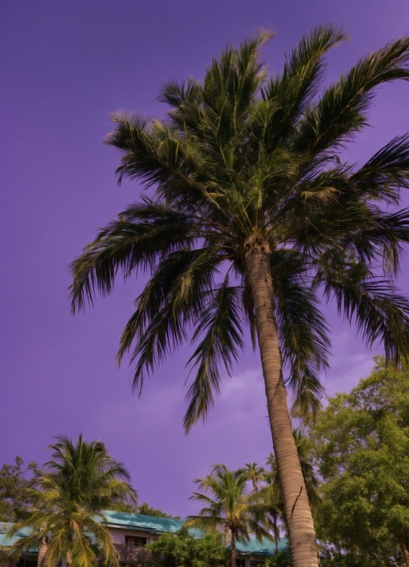 Sky, Cloud, Tree, Azure, Terrestrial Plant, Arecales