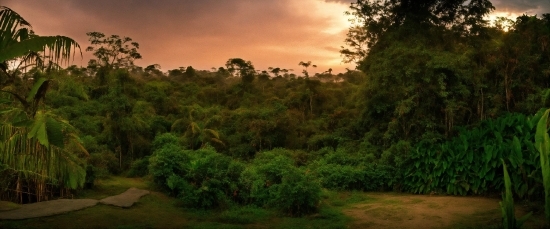 Plant, Sky, Cloud, Natural Landscape, Tree, Terrestrial Plant