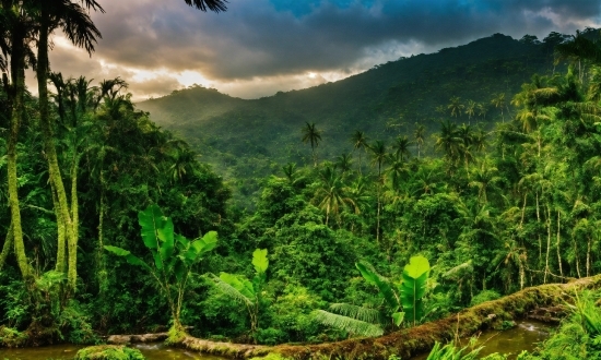 Cloud, Sky, Plant, Mountain, Plant Community, Ecoregion