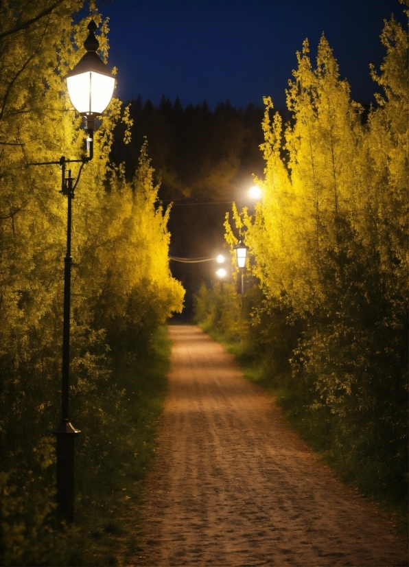 Atmosphere, Sky, Plant, Light, Street Light, Road Surface