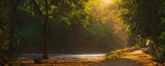 Water, Plant, Natural Landscape, Wood, Sunlight, Tree