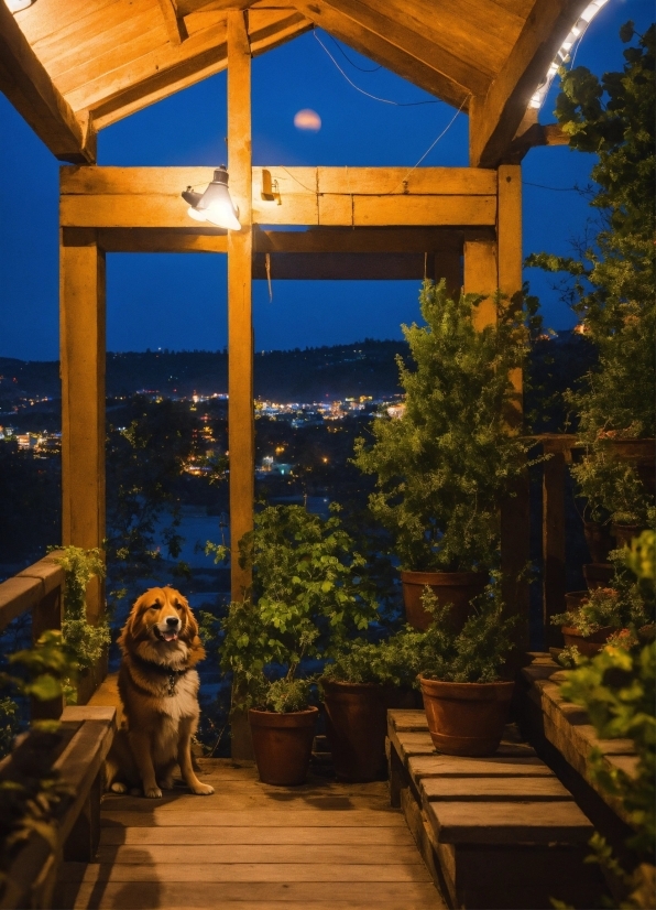 Plant, Dog, Building, Sky, Dog Breed, Porch