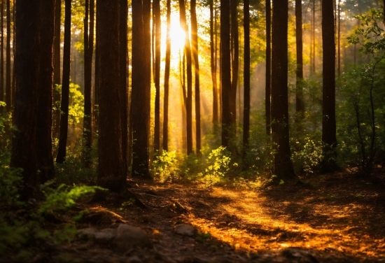 Plant, Atmosphere, Ecoregion, People In Nature, Wood, Natural Landscape