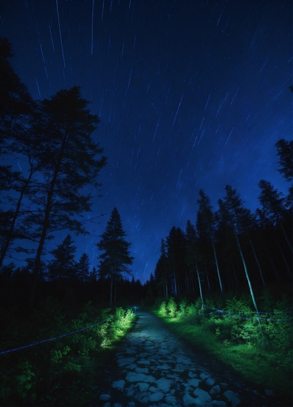 Plant, Sky, Atmosphere, Nature, Natural Landscape, Lighting