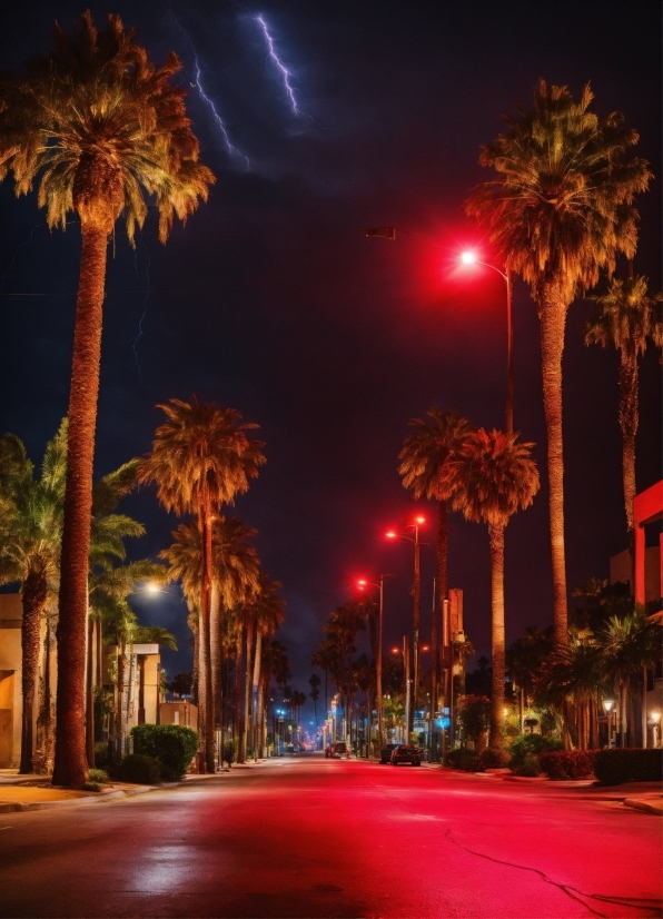 Sky, Plant, Street Light, Cloud, Light, Tree