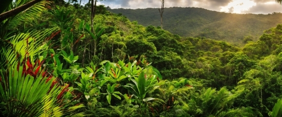 Cloud, Sky, Plant, Mountain, Tree, Natural Landscape