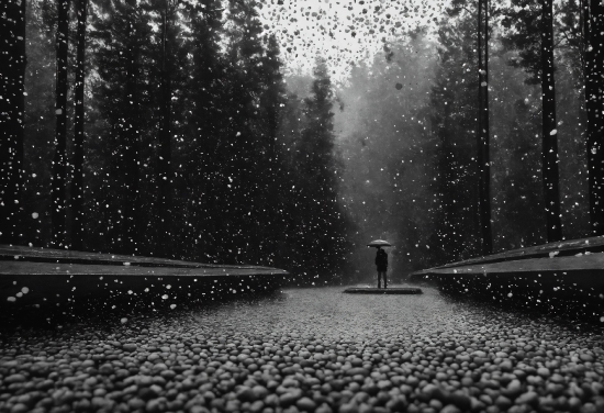 Water, Atmosphere, Black, Road Surface, Tree, Plant