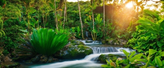 Water, Plant, Green, Natural Landscape, Fluvial Landforms Of Streams, Leaf