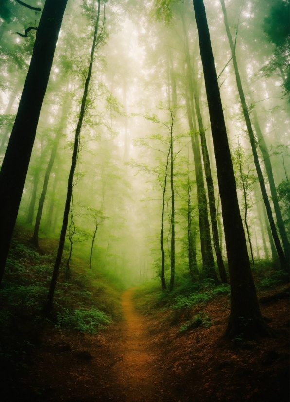 Atmosphere, Plant, Ecoregion, People In Nature, Sky, Natural Landscape