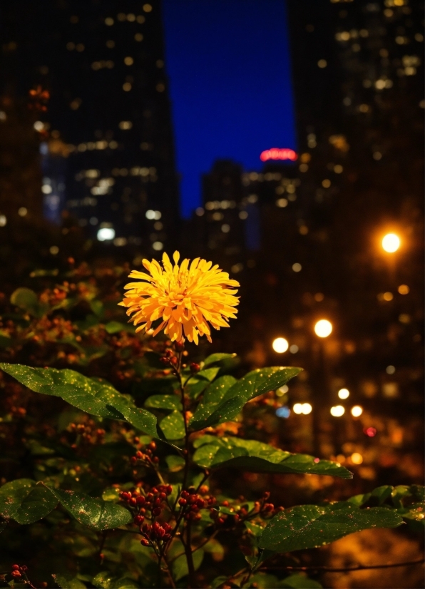 Flower, Plant, Sky, Building, Petal, Leaf