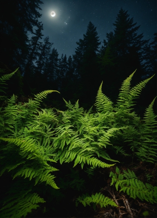 Sky, Plant, Moon, Nature, Branch, Natural Landscape