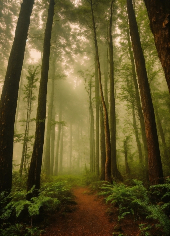 Plant, Sky, Natural Landscape, Natural Environment, Wood, Tree