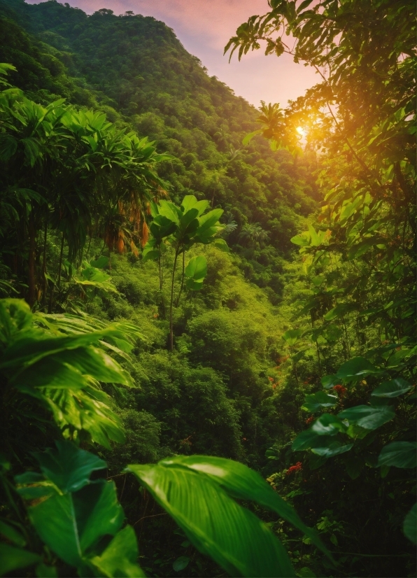 Plant, Ecoregion, Green, Natural Landscape, Tree, Mountain