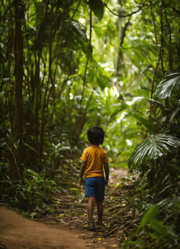 Plant, Leaf, People In Nature, Terrestrial Plant, Tree, Woody Plant