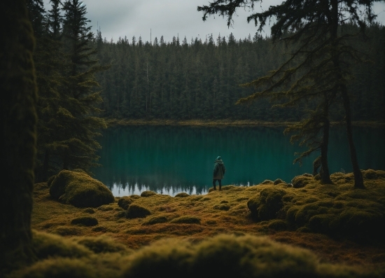 Water, Plant, Sky, Tree, Larch, Natural Landscape