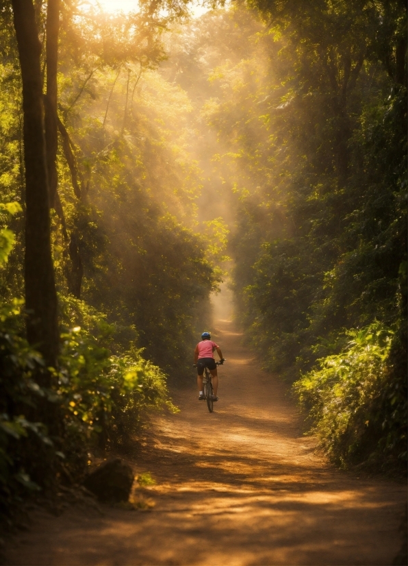 Bicycle, Plant, Wheel, Wood, Tree, Grass