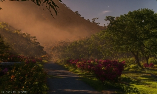 Plant, Cloud, Sky, Leaf, Mountain, Natural Landscape