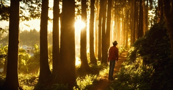 Plant, Ecoregion, Light, People In Nature, Natural Landscape, Wood