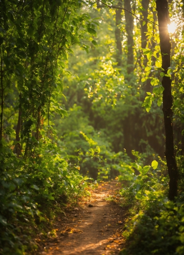 Plant, Natural Landscape, Wood, Branch, Trunk, Tree