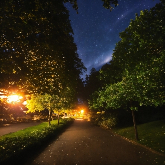 Plant, Atmosphere, Sky, Automotive Lighting, Light, Nature