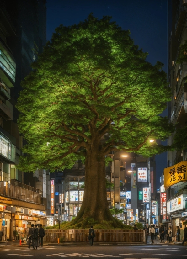 Sky, Building, Plant, Window, Road Surface, Tree