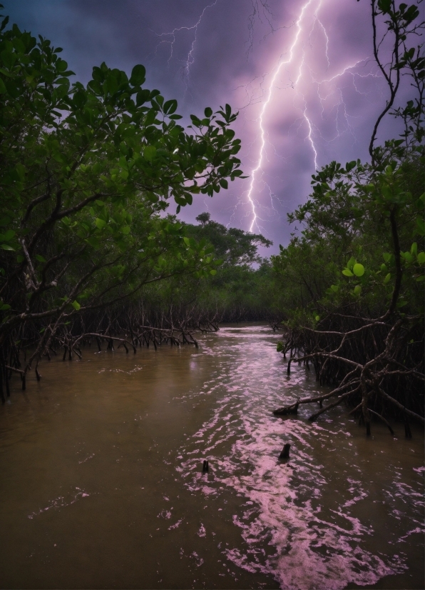 Sky, Lightning, Water, Cloud, Atmosphere, Plant