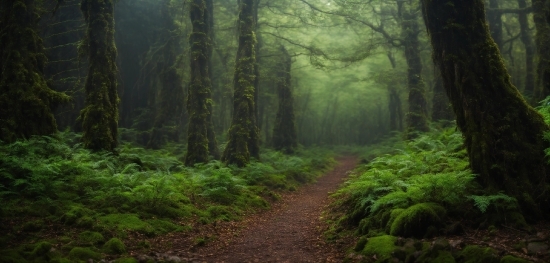 Plant, Wood, Natural Landscape, Terrestrial Plant, Tree, Atmospheric Phenomenon