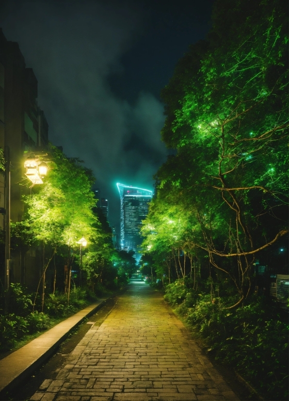 Plant, Street Light, Sky, Road Surface, Nature, Infrastructure